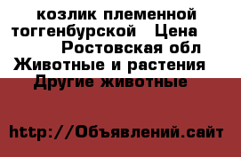 козлик племенной тоггенбурской › Цена ­ 4 500 - Ростовская обл. Животные и растения » Другие животные   